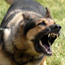 800px-Military_dog_barking