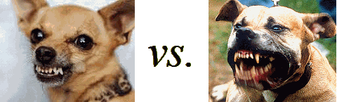 Chihuahua vs Pit Bull