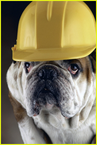 Construction Dog