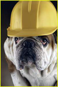 Construction Dog