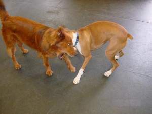 2555. Two Dogs Fighting