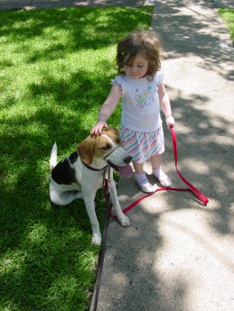 4498. Future dog walker in training!