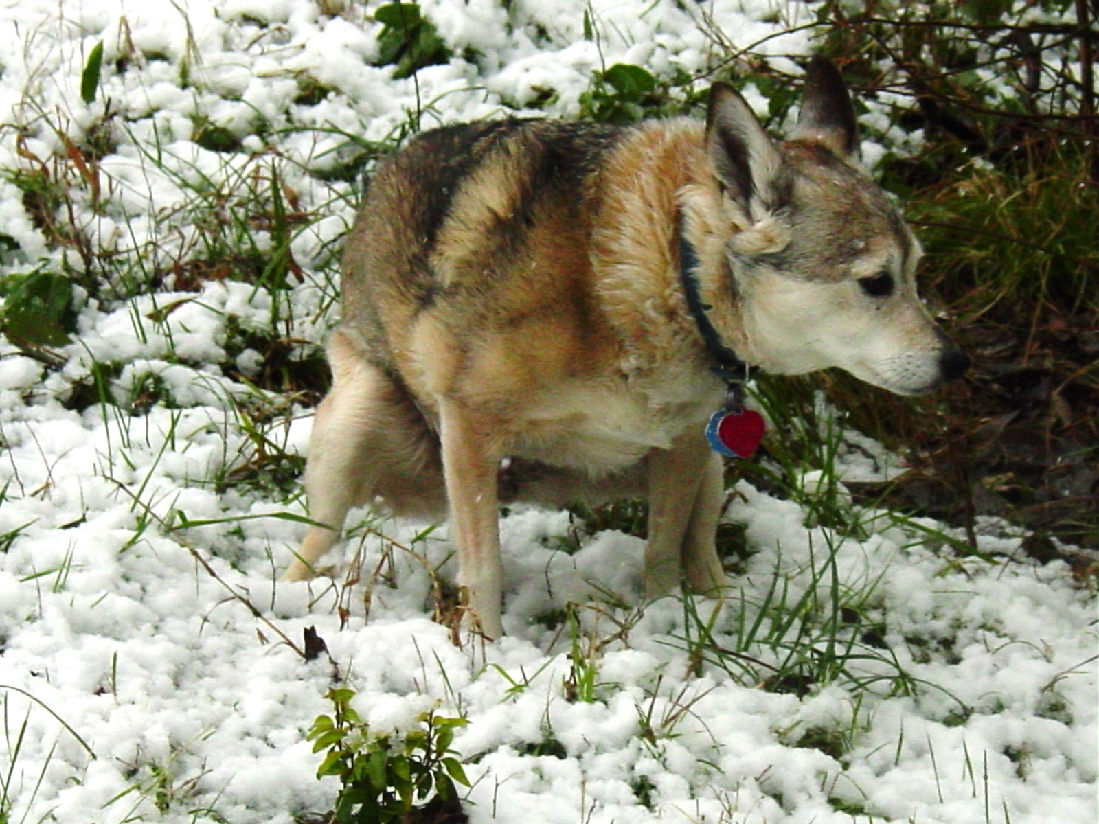 26-5523. Rojita in the snow