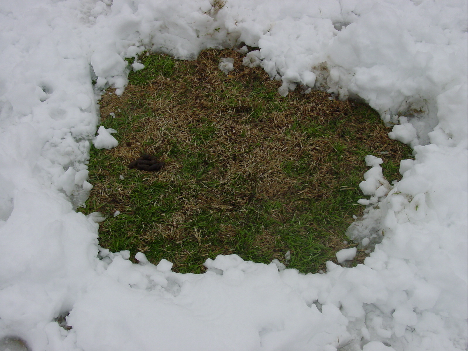 27-5561. Potty hole in the snow.