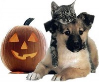 Halloween Dog and Cat